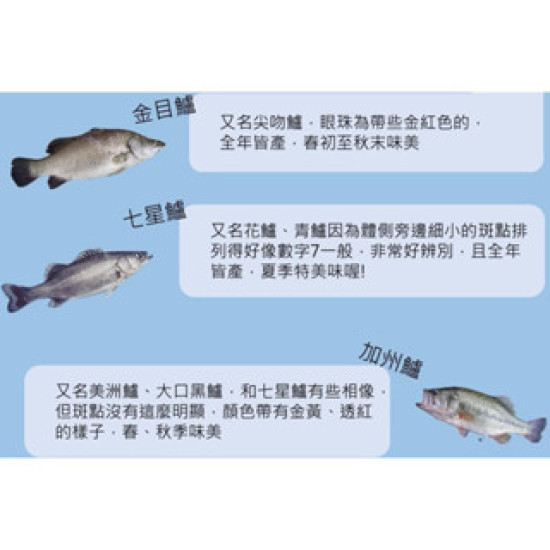 【信風】－G59發財大鱸魚／超商799免運／冷凍宅配／魚肉／鱸魚／小家庭／真空裝／料理包調理包／加熱即食／冷凍食品