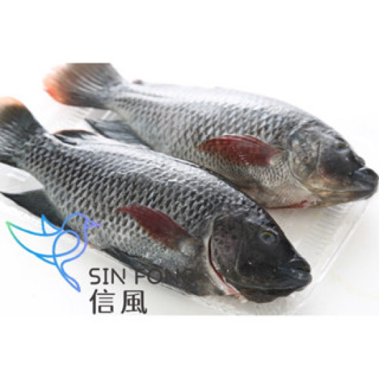 【信風】－G57鹹水吳郭魚／超商799免運／冷凍宅配／魚肉／烤肉／小家庭／真空裝／料理包調理包／加熱即食／冷凍食品