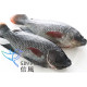 【信風】－G57鹹水吳郭魚／超商799免運／冷凍宅配／魚肉／烤肉／小家庭／真空裝／料理包調理包／加熱即食／冷凍食品