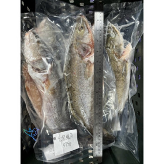 【信風】－G59發財大鱸魚／超商799免運／冷凍宅配／魚肉／鱸魚／小家庭／真空裝／料理包調理包／加熱即食／冷凍食品