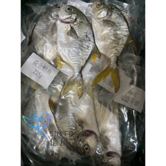 【信風】－G58黃金鯧魚／超商799免運／冷凍宅配／魚肉／烤肉／小家庭／真空裝／料理包調理包／加熱即食／冷凍食品